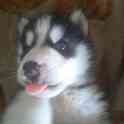 Продаю щенков сибирской хаски, фотография 1