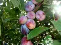 Слива величавая