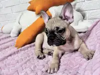Продам щенка французского бульдога, фотография 3