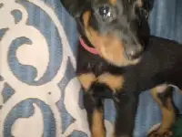 Щенки Босероны, фотография 6