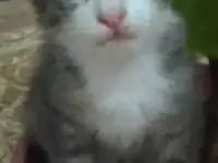 Отдам котят в хорошие заботливые руки, фотография 3