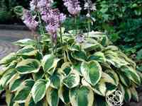 Хоста Уайт Брим (ML)