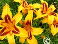 Лилейник Бонанза