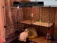 Продаю декоративного кролика!, фотография 2