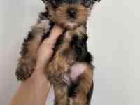 Щенки Йоркширского терьера, фотография 9