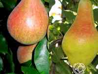 Груша 2 в 1: яковлевская/белорусская поздняя