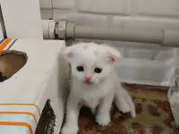 Продаются котята. Шотландская вислоухая., фотография 3