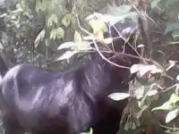 Продам стадо коз 82 головы, фотография 7