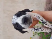 продам щенков, порода курцхаар, фотография 4