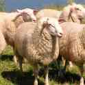 Племенные овцы породы Восточно-фризкая (скот из Европы класса Элита и Элита Рекорд)