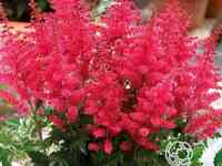 Астильба Юник Кармин