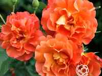 Роза Вестерленд кустарниковая