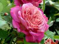 Роза агнес шиллигер, гийо