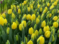 Тюльпаны оптом, фотография 5