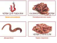 Вермикомпост - биогумус. Органическое удобрение, фотография 7