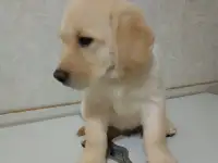 Щенки Лабрадор ретривер, фотография 11