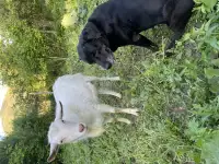 Передержка животных, фотография 8