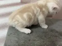 Шотландские котята, фотография 3