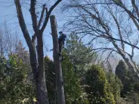 Спил, сруб деревьев, обрезка, кронировка, выкорчевка пней, фотография 2