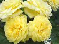 Роза еллоу мейлав, мейян