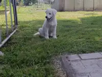 Щенок белой швейцарской овчарки, фотография 6