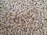 ЗЕРНО В МЕШКАХ, ОТРУБИ, МУКА, СЕЧКА, ЯЧМЕНЬ, ОВЕС, фотография 3