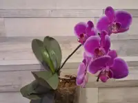 Продам орхидеи, фотография 3