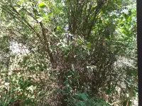 Продам землю, Алтын орда, фотография 3