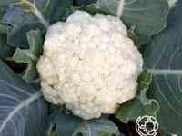 Семена Капуста цветная Сноуболл 123
