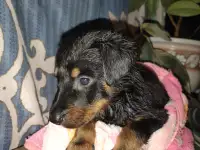 Щенки Босероны, фотография 4