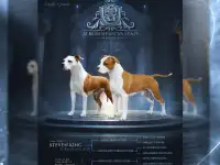 Американский стаффордширский терьер щенки продажа, фотография 11