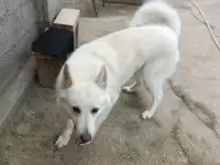 Породистая Лайка, 3 года, фотография 7