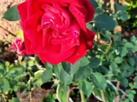 Садовник, фотография 4