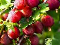 Крыжовник Балет