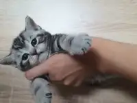 Продам шотландских котят, фотография 2