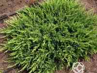 Можжевельник шлягер прибрежный