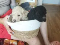 Продается пудель с черными кудрями, фотография 2