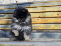 Щенки померанского шпица, фотография 6