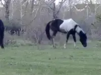 Продам лошадей, фотография 2