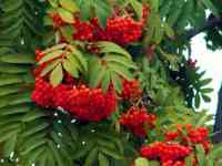 Семена Рябины Красной обыкновенной (Sórbus aucupária) РСТ , Россия