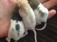 Возьму крысят в добрые руки:)