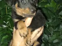 Щенки Босероны, фотография 8