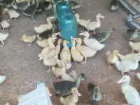 Продам утят и гусят, фотография 5