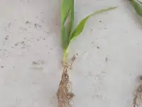 Продаю Ячмень Сорт Атлин Канадский В Меркенском районе, фотография 12