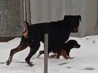 Продам чистокровный щенок ротвейлера мальчик 5,5 месяца., фотография 6