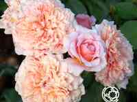 Роза фестиваль де жардан де шомон, гийо