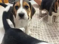 Продается биглята, фотография 3