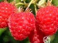 Малина вольница