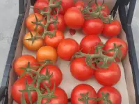 Продаю помидоры тепличные., фотография 3