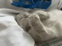 Продаю Кошку 5-6 месячную в добрые руки, фотография 6